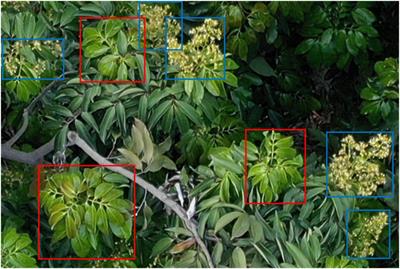 A novel approach for estimating the flowering rate of litchi based on deep learning and UAV images